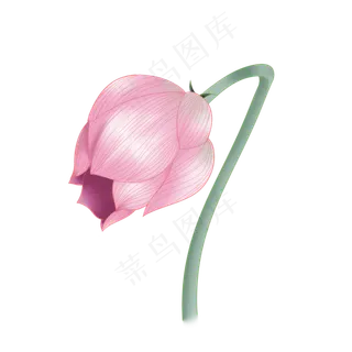 含苞待放的一株荷花