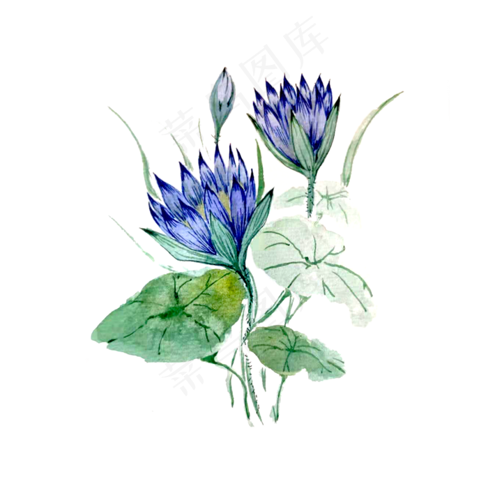 莲花荷花紫色紫蓝淡雅含苞待放P