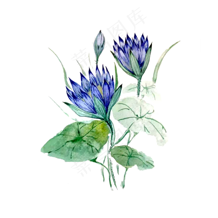 莲花荷花紫色紫蓝淡雅含苞待放P(2000X2000(DPI:200))psd模版下载