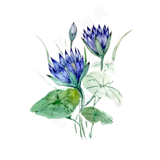 莲花荷花紫色紫蓝淡雅含苞待放P