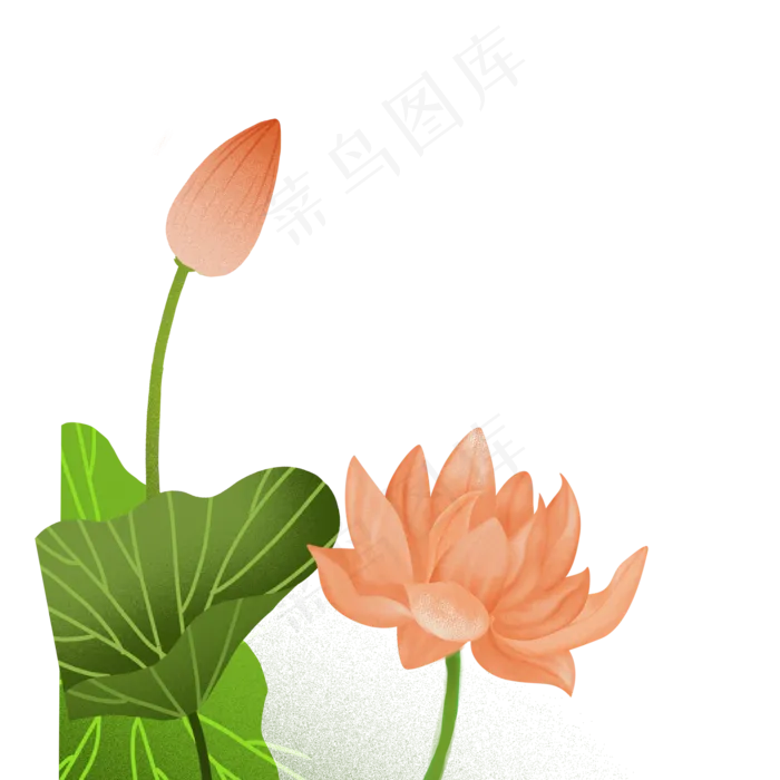 美丽的荷叶荷花(2000X2000(DPI:300))psd模版下载