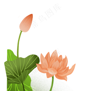 美丽的荷叶荷花