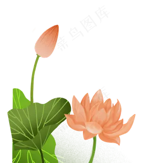 美丽的荷叶荷花