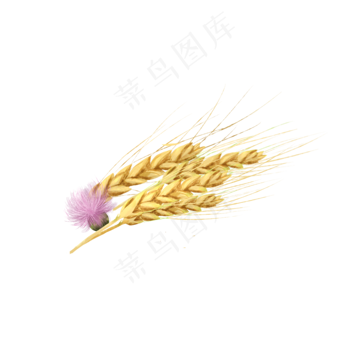 芒种金色麦子(2050X2050(DPI:299))psd模版下载