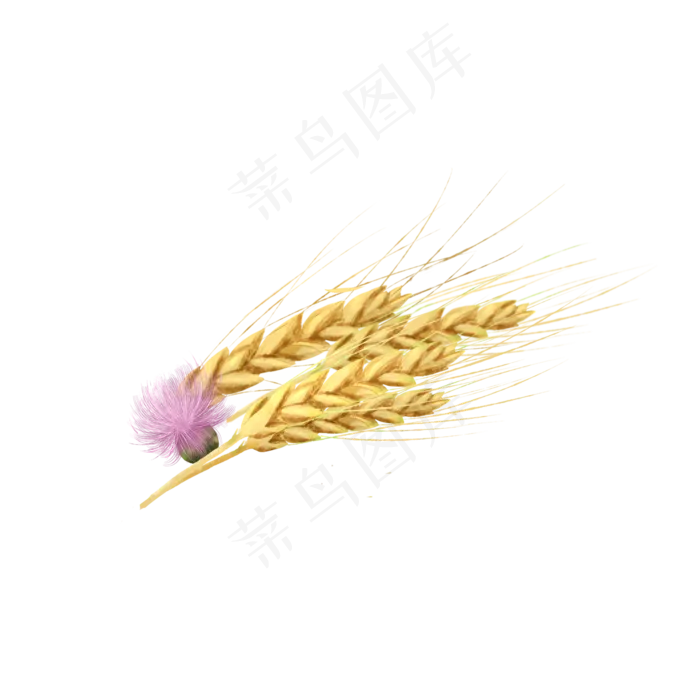 芒种金色麦子(2050X2050(DPI:299))psd模版下载