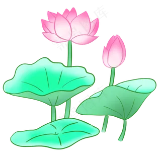 盛开粉色荷花荷叶 盛开粉色荷花荷叶