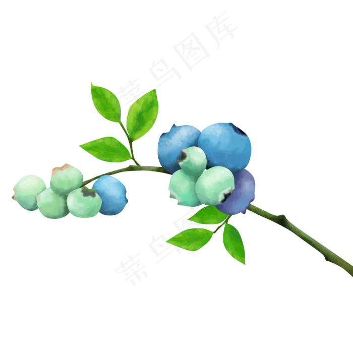 待成熟的一串蓝莓(2000X2000(DPI:300))psd模版下载