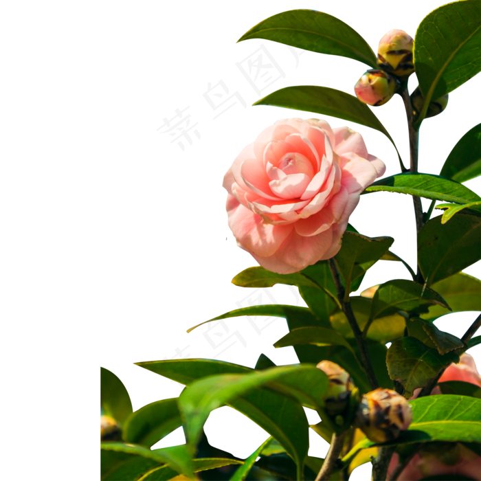 一朵美丽的粉色茶花(2000X2000(DPI:300))psd模版下载