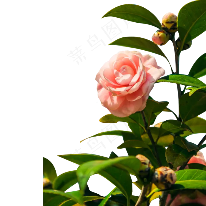 一朵美丽的粉色茶花(2000X2000(DPI:300))psd模版下载