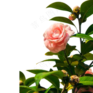 一朵美丽的粉色茶花 一朵美丽的粉色茶花