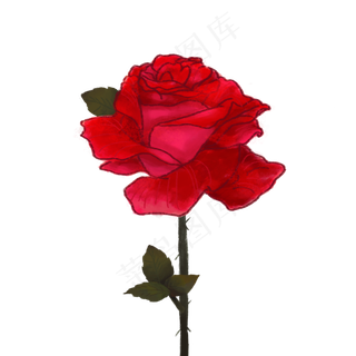 手绘红色玫瑰花元素