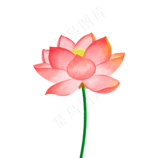 小暑大暑夏季荷花植物纯手绘写实,免抠元素