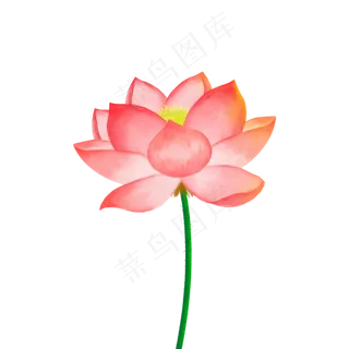 小暑大暑夏季荷花植物纯手绘写实,免抠元素