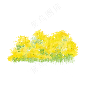 春天成片的油菜花田