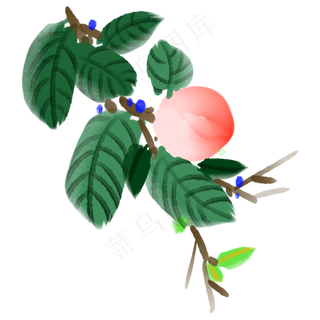 一个新鲜水果桃子