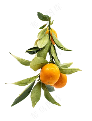 水果桔子图案