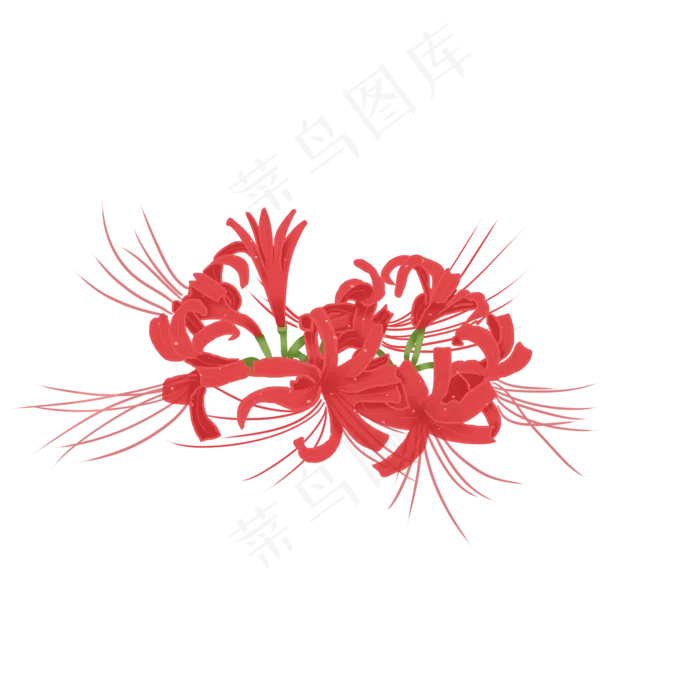 红色彼岸花曼珠沙华(2000X2000(DPI:300))psd模版下载