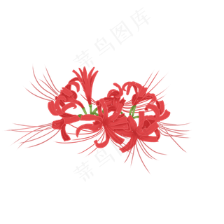 红色彼岸花曼珠沙华