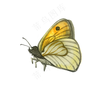 鹅黄蝴蝶翅膀昆虫PNG,免抠元素