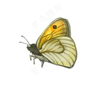 鹅黄蝴蝶翅膀昆虫PNG,免抠元素