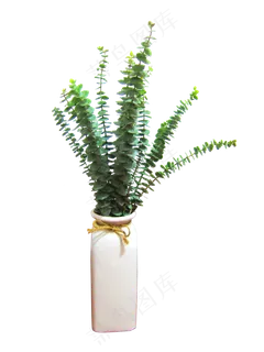 北欧风绿植植物,免抠元素 北欧风绿植植物,免抠元素