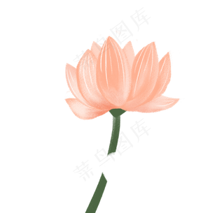 夏天美丽的荷花