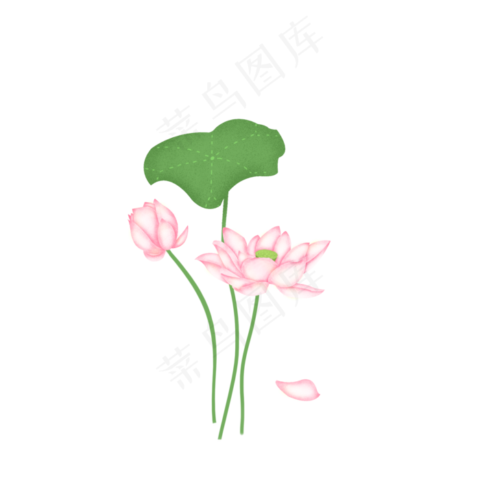 夏季节气荷花荷叶
