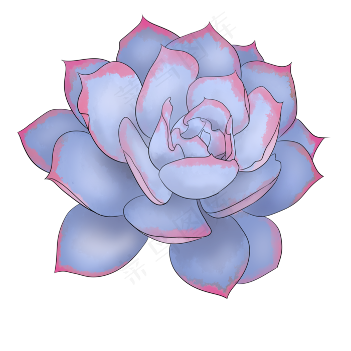 手绘蓝石莲多肉PNG素材,免抠元素