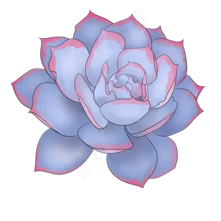 手绘蓝石莲多肉PNG素材,免抠元素