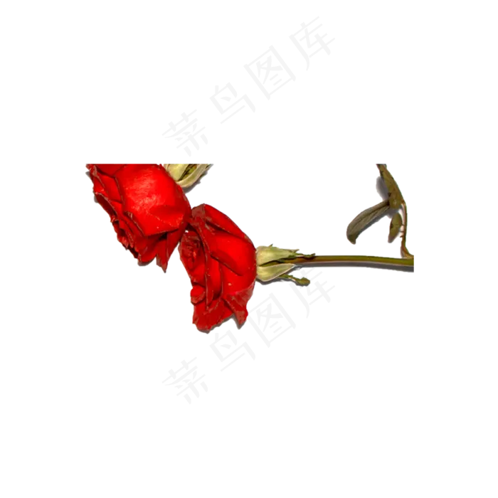玫瑰花瓣实拍（png免抠）(2000X2000(DPI:72))psd模版下载