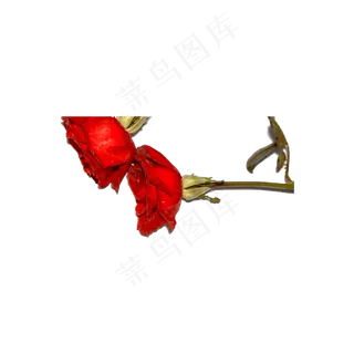 玫瑰花瓣实拍（png免抠）