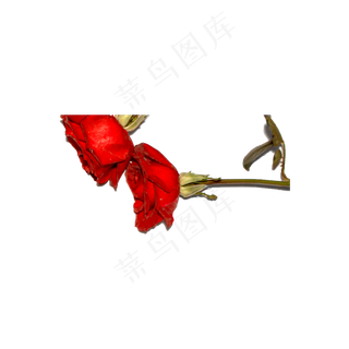 玫瑰花瓣实拍（png免抠）