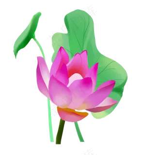 漂亮的紫色荷花插图