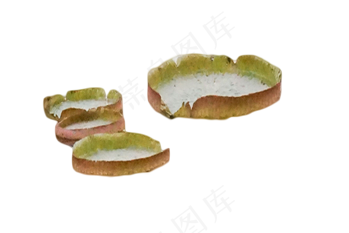 莲藕霸王莲种子种植