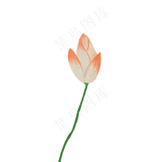 夏日荷塘荷花花苞主题 夏日荷塘荷花花苞主题