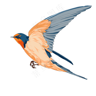 手绘写实风格燕子,免抠元素