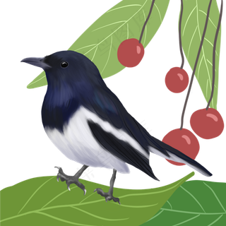 春天季节喜鹊手绘,免抠元素