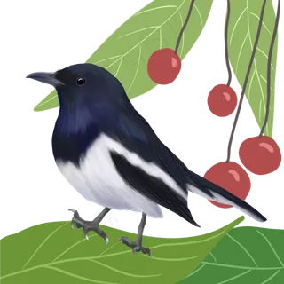春天季节喜鹊手绘,免抠元素
