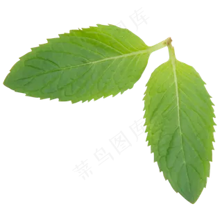 绿色植物树叶元素