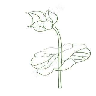 绿色线条荷花