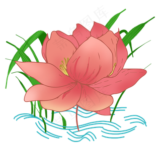 漂亮荷花植物