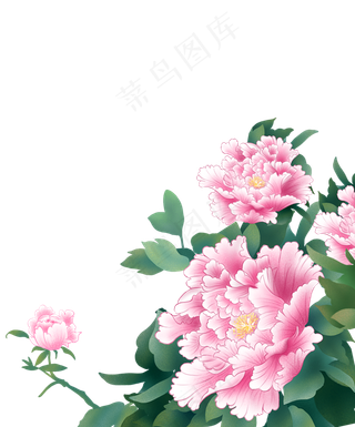 植物牡丹花手绘,免抠元素
