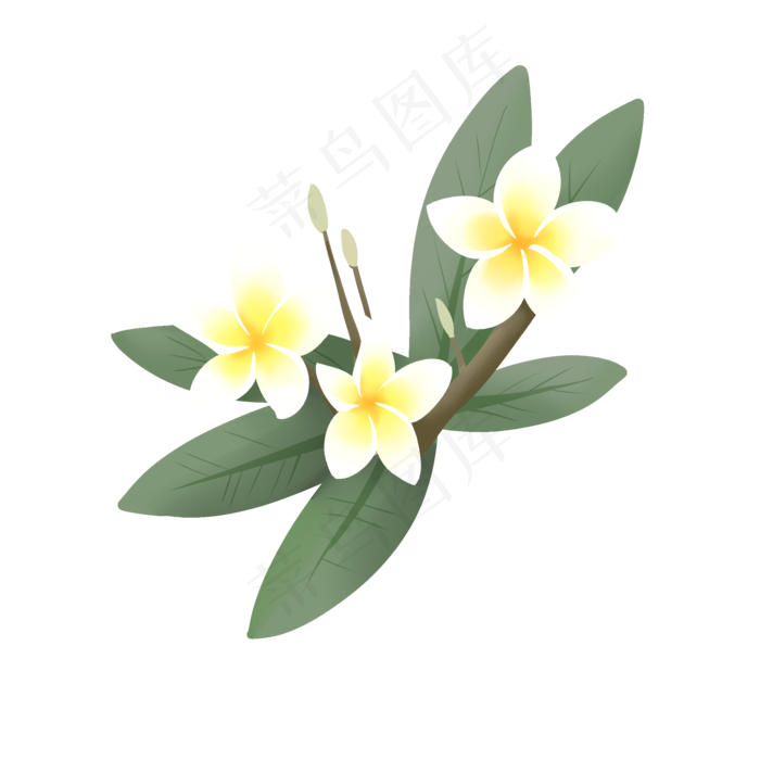 手绘鲜花装饰素材鸡蛋花蛋黄花