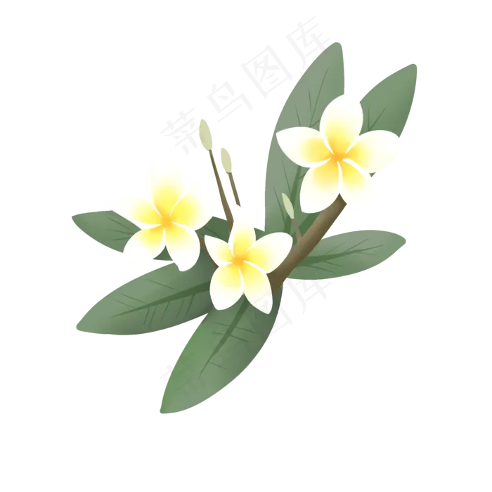 手绘鲜花装饰素材鸡蛋花蛋黄花(2000X2000(DPI:300))psd模版下载