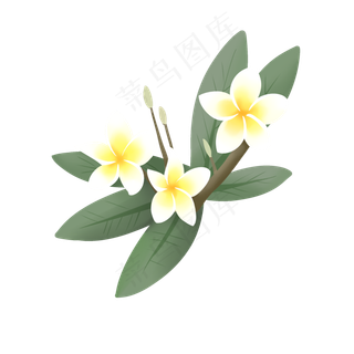 手绘鲜花装饰素材鸡蛋花蛋黄花