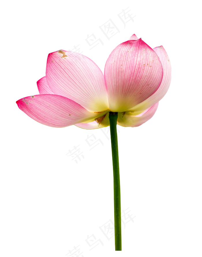 粉色荷花莲花绽放