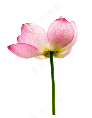 粉色荷花莲花绽放