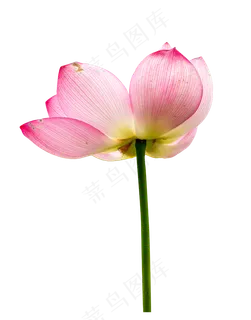 粉色荷花莲花绽放 粉色荷花莲花绽放
