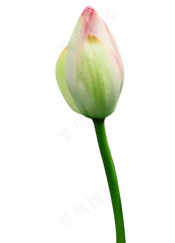荷花花苞