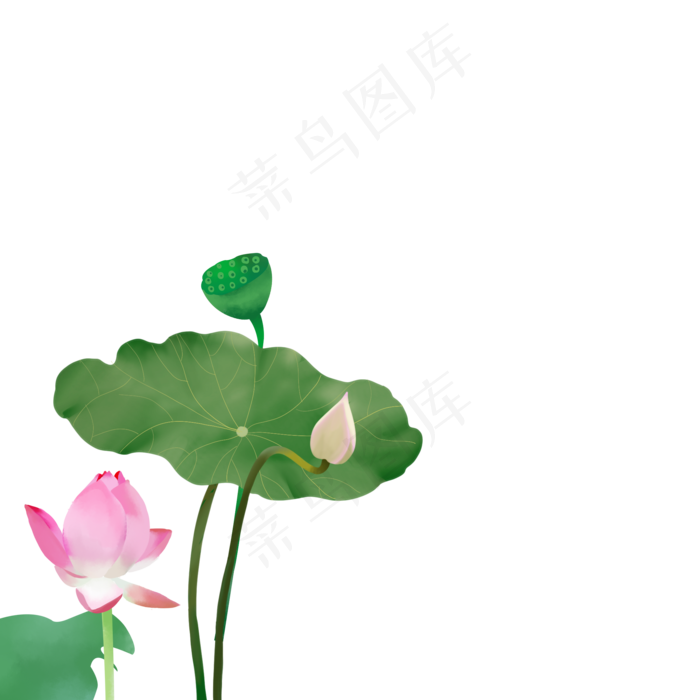 大暑荷花荷叶插画免抠下载